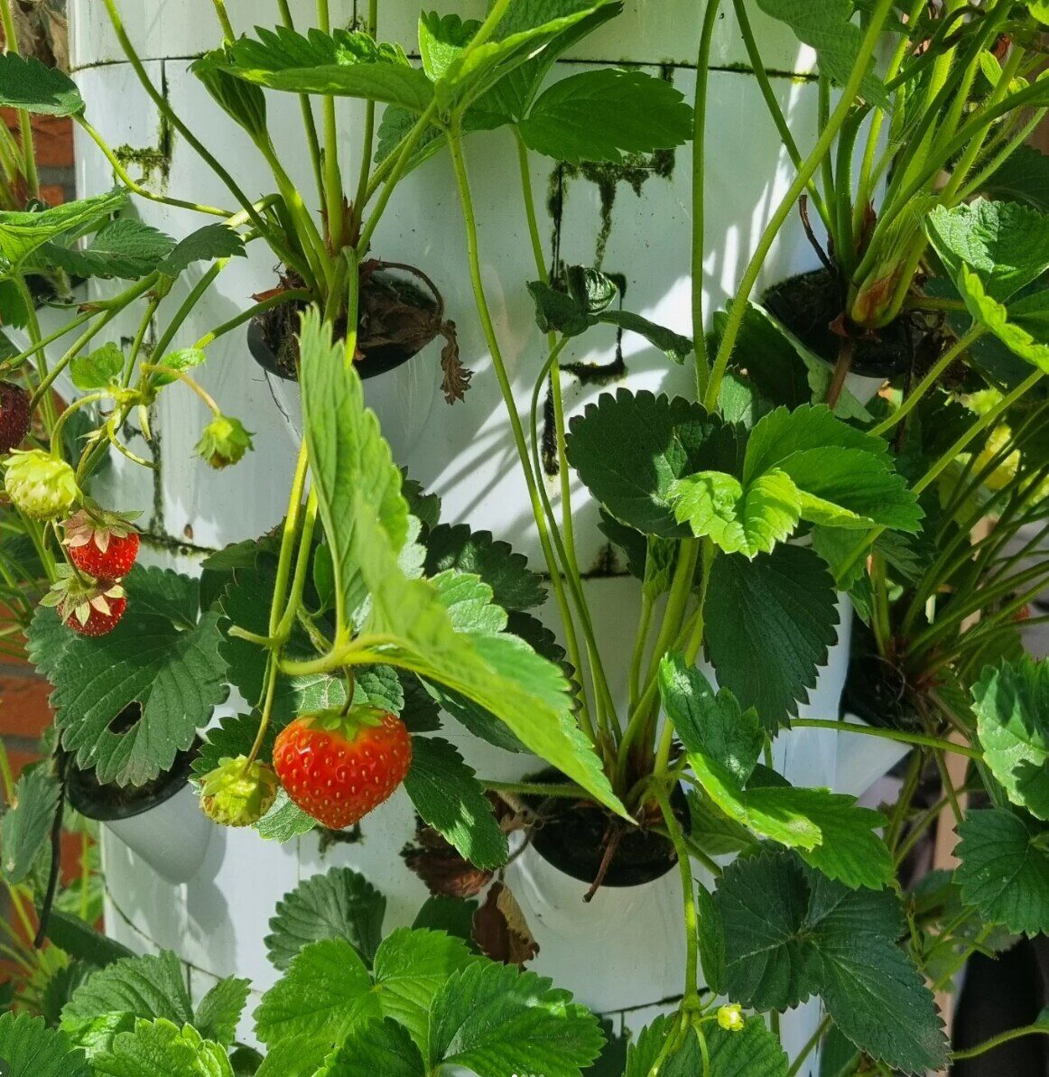 Aardbeien in de verticale moestuin
