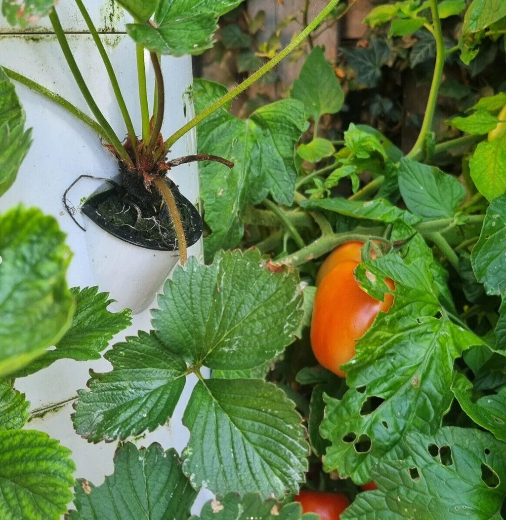 Tomaat aan de plant in de verticale moestuin