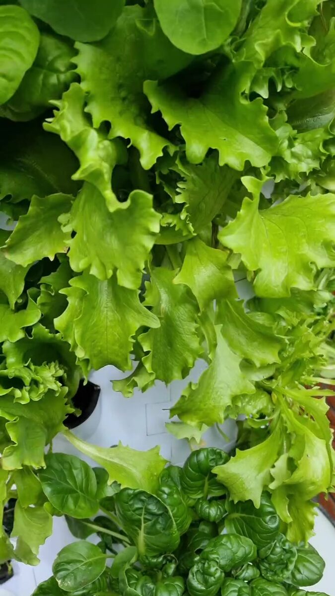 Sla in de plantgaten van de verticale moestuin